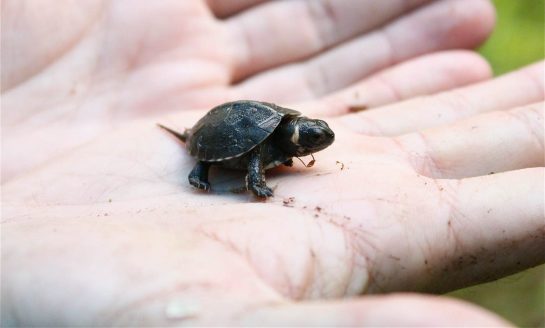 revistacarpediem.com - Espécie de tartaruga há tempos extinta ‘renasce’ em templo hindu na Índia