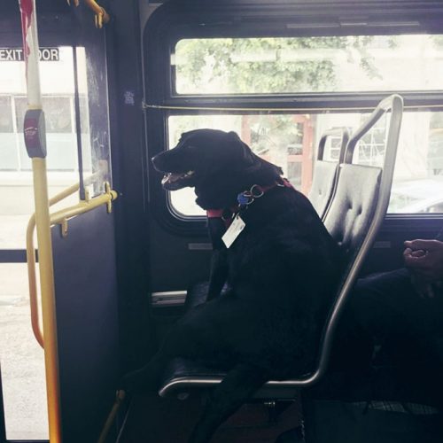 revistacarpediem.com - Cadela pega ônibus todos os dias sozinha para ir ao parque