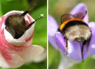 Fotos de dorminhocas abelhas dormindo de “bumbum pra cima” dentro de flores viralizam