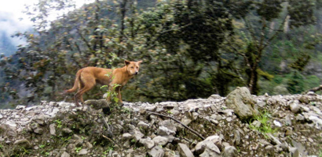revistacarpediem.com - O cachorro mais antigo e raro do mundo é encontrado na natureza