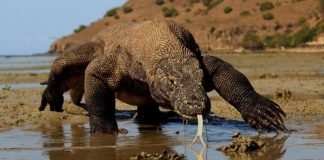 Dragão de Komodo agora é espécie ameaçada de extinção, afirmam cientistas